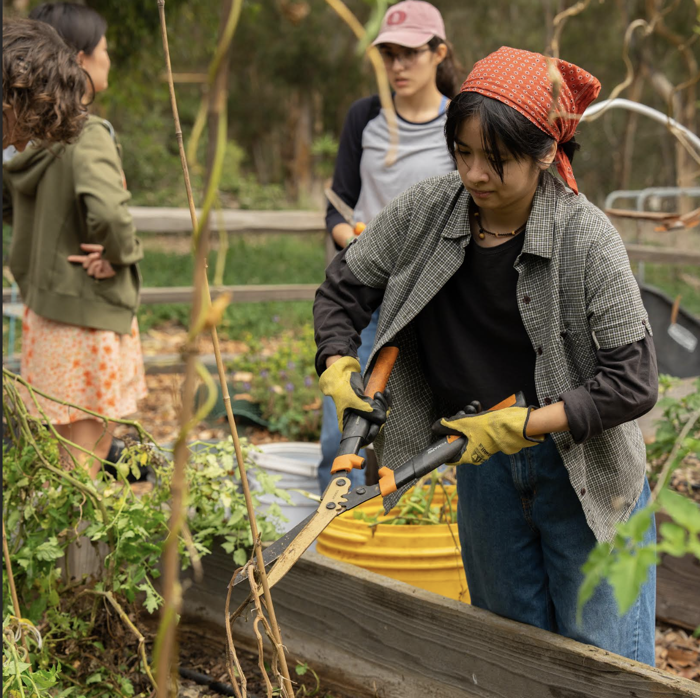 Roger's Garden club members working in the garden.